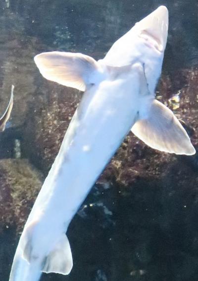 仙台うみの杜水族館2/5　世界のうみ/珍しい生きもの　☆バイカルアザラシ/イロワケイルカも