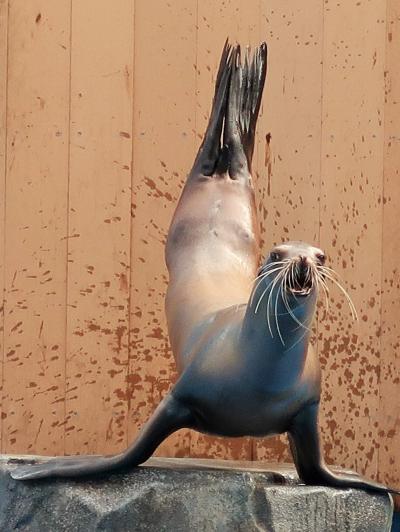 仙台うみの杜水族館3/5　アシカのパフォーマンス　☆コミカルで息の合った動作