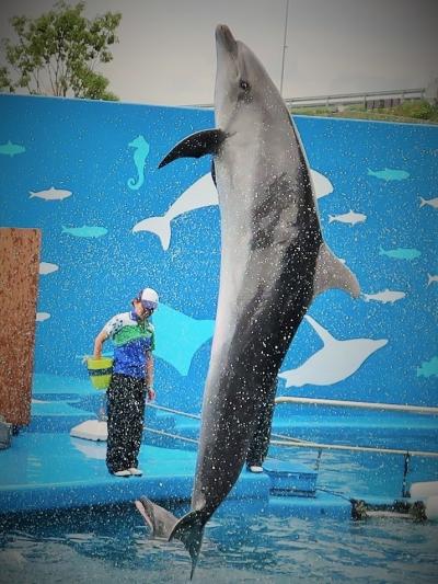 仙台うみの杜水族館5/5　イルカの空中群泳/大迫力の姿態　☆低速連続撮影の実力発揮!