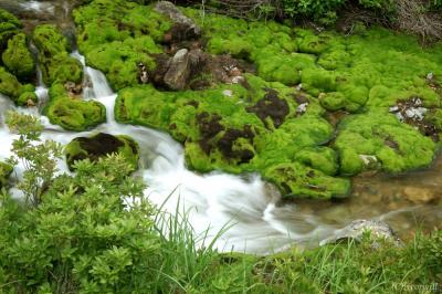 天然ビロード緑の絨毯！奥草津の苔モフワールドに癒される「チャツボミゴケ穴地獄」 