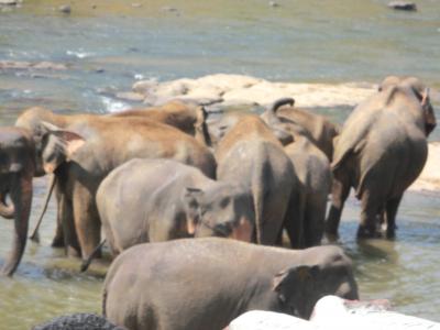 ぐーたらにゃんこの海外旅行記　スリランカ編～3日目その2：最終日は象だらけ！