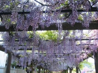 ２０１７夏・ちょこっと台中（ＮＯ７）国立自然科学博物館