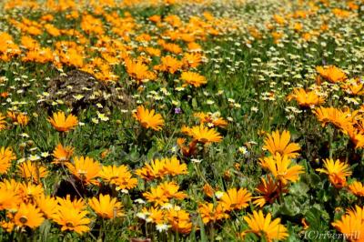 年に一度！砂漠に現れる奇跡の花園「ナマクワランド」前編（第1日・2日目編）