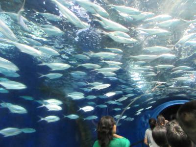 上海定期便～水族館に行ってみた