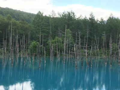 青い池とラベンダー畑　層雲峡とひまわり畑も観光満喫