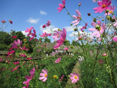 秋晴れの 国営昭和記念公園 でサイクリング