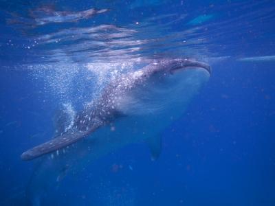 2017年夏　フィリピン　セブ島の旅