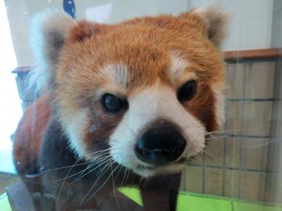 秋のレッサーパンダ紀行【１】 王子動物園　台風休園で見れなかった国際レッサーパンダデー「必見！レッサーパンダ特別展」を見に王子へ