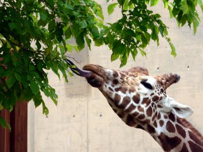 ２５．初夏の北海道 旭川２泊　旭山動物園その３　動物資料展示館　かば館