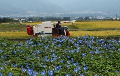 花から花へ　伊那路の秋の花巡り♪