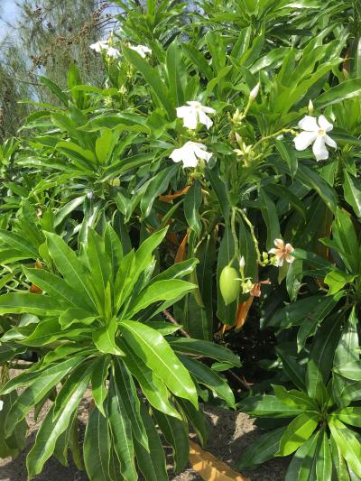 一年ぶりの沖縄へ～④恩納道の駅「おんなの駅」「恩納村博物館」へ。