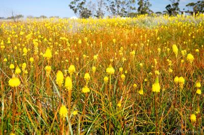 ナマクアランドに関する旅行記 ブログ フォートラベル 南アフリカ共和国 Namaqualand ナマクアランドに関する旅行記 ブログ フォートラベル 南アフリカ共和国 Namaqualand