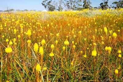 ナマクアランドに関する旅行記 ブログ フォートラベル 南アフリカ共和国 Namaqualand