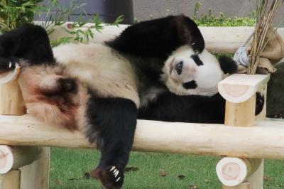 ９度目の再訪で３日満喫した南紀白浜アドベンチャーワールド（５）ジャイアントパンダ特集その２：永明パパ25才の誕生日おめでとう！＆同居もパンダ相撲も見られた桜桃姉妹
