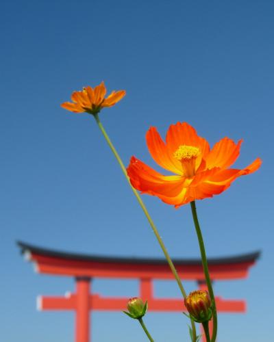 小泉町のコスモス_2017_咲き始めました。大半がキバナコスモスです。（群馬県・伊勢崎市）