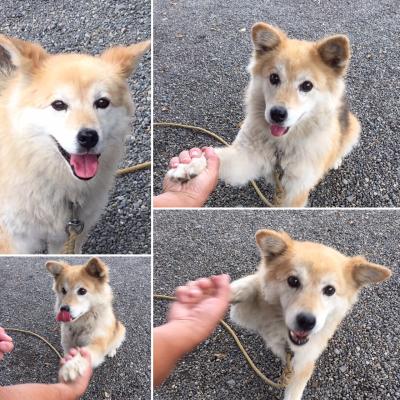 別雷皇太神 べつらいこうたいじん　生き狛犬さん　マルちゃんがいる?