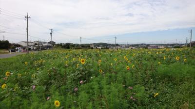 今年も向日葵が良い季節に