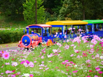 東京立川・昭和記念公園の550万本が咲く“コスモスまつり2017”を訪れて