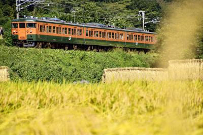 黄金色に輝く吾妻線沿線に広がる収穫の秋の風景を探しに訪れてみた