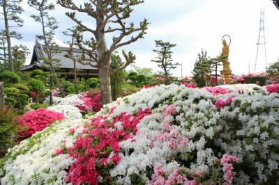 法雲禅寺のつつじ