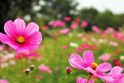 東京・昭和記念公園～コスモスが綺麗でした！～2017年10月５日