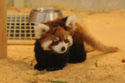 レッサーパンダの聖地　西山動物園6月29日に誕生したレッサーパンダの赤ちゃん　めいしゃん（梅香）初公開　