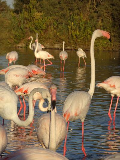 2017年9月　フランス　カマルグへの旅