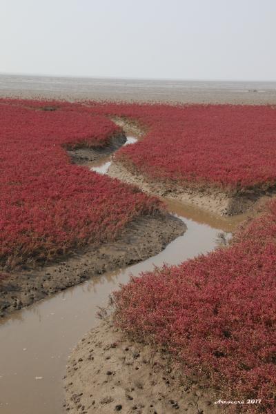 中国旅日記その5　（紅海灘風景区観光１）