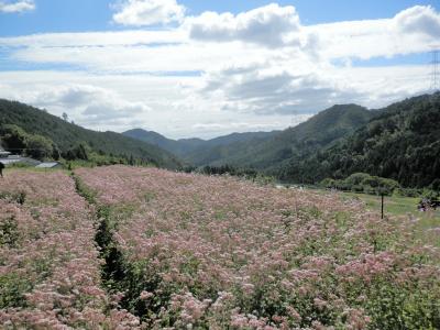 花いっぱいの水尾　藤袴とアサギマダラ