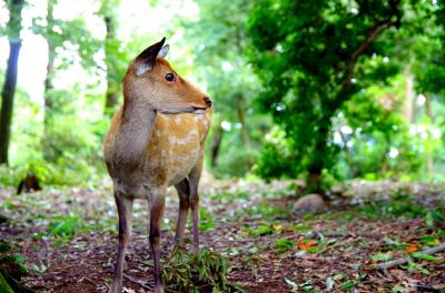 奈良、若草山、鹿との触れ合いピンポイント旅