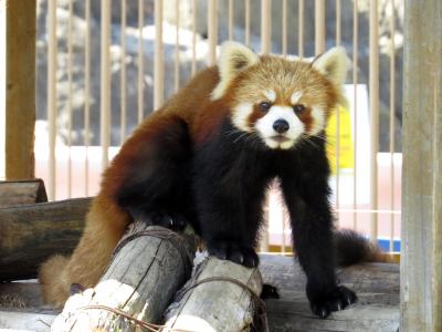 秋のレッサーパンダ紀行【２】 みさき公園　ハロウィンのイベント給餌がスタート・・・でも、カボチャの匂いが気に入らないルカちゃんとアル君（苦笑）