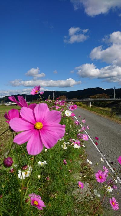 岡山真庭☆コスモス街道