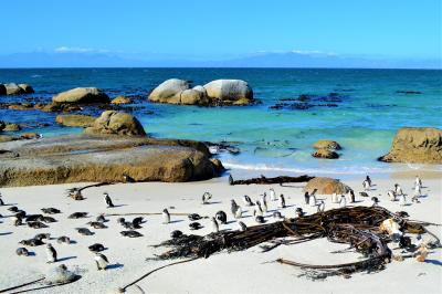 そこは 、ペンギン・パラダイス！ 南アフリカ・ケープタウンで一番たくさんペンギンを見た日、からの、ちょこっと香港。