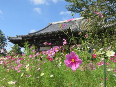 般若寺にコスモスを愛でる