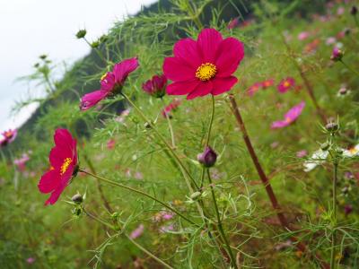 忍野村　花畑でコスモスを見たくて行って来ました。