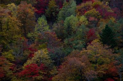2017年10月10日、晩秋の阿寒でディープな「虹色の森」を楽しむ
