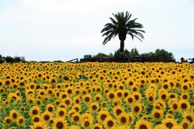 和泉リサイクル環境公園のひまわり