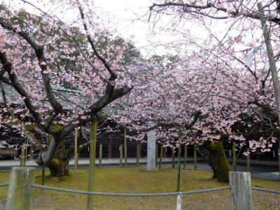 ２０１７年３月福岡と大分　その１　宮地獄神社で一足早く咲く寒緋桜を見ました。