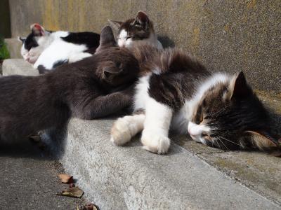 ★噂の猫島　田代島でモフモフされに行ってきました(=^..^=)★