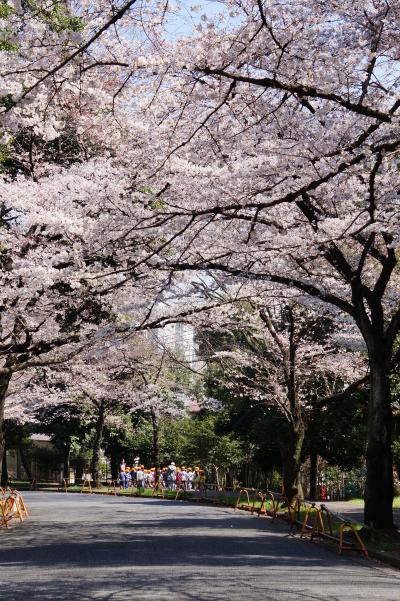 ２０１６年の桜・川崎と鎌倉