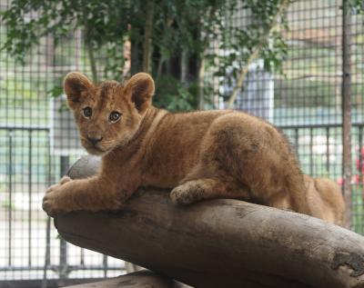 桐生が岡動物園の赤ちゃんライオンが生まれたというので３ヶ月経ったライオンを見に出かけました