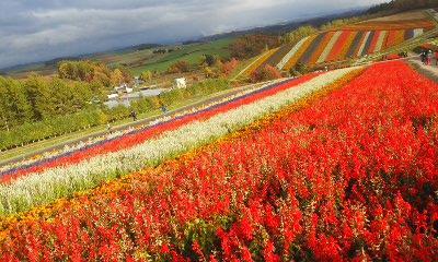観光バスで美瑛へ