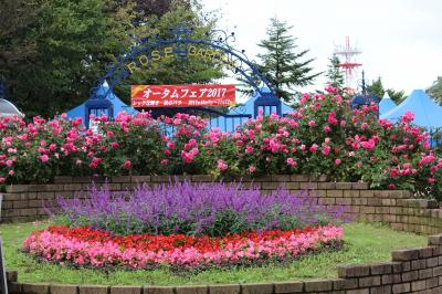 京成バラ園いってみました！