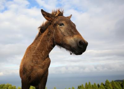 JAL&quot;どこかにマイル&quot;で都井岬の野生馬に会いに行く。(2歳8ヶ月子連れ)
