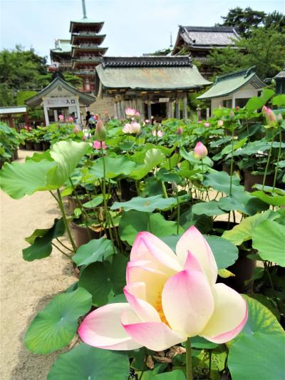 尾道～瀬戸内しまなみ海道と耕三寺をめぐる旅①