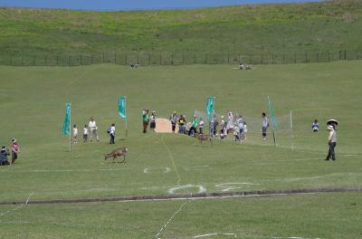 341 若草山！鹿せんべい飛ばし大会！