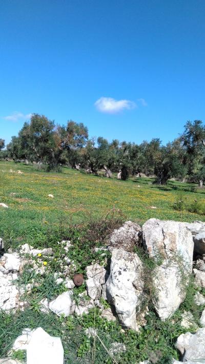 南イタリア、プーリア地方をシニア4人歩き旅