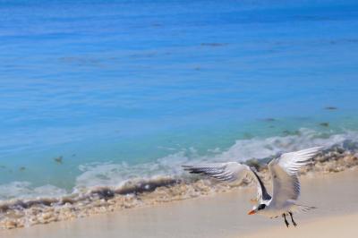 ニューヨーク&カンクン (3) 真っ白なビーチのホテルライフinカンクン