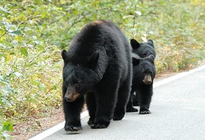 カナディアンロッキーの美景　クマの存在(コンソレイション レイクス ～ カナナスキス インディファティガブル)