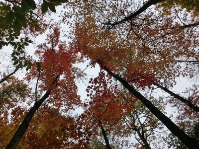 メープル街道の紅葉とナイアガラの滝　アルゴンキン州立公園編